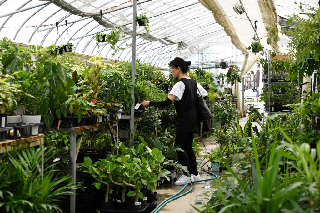 富山　観葉植物　おすすめ