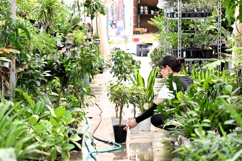 富山　観葉植物　おすすめ