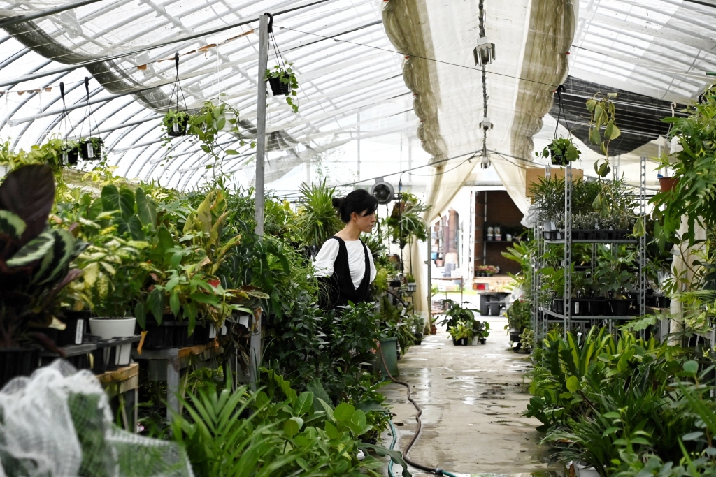 富山　観葉植物　おすすめ